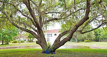 Arborist Consultation Siesta Key